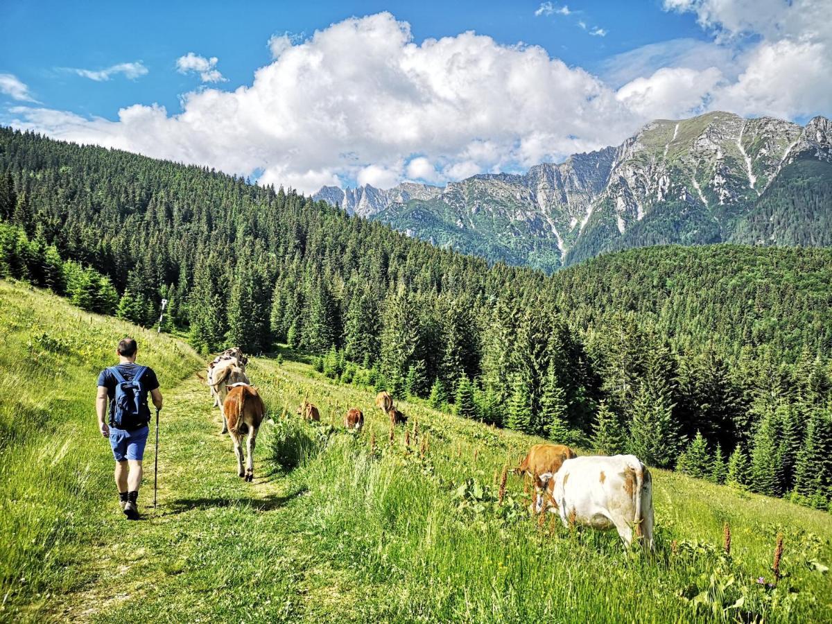 Mountain Lodge Rîşnov Екстериор снимка